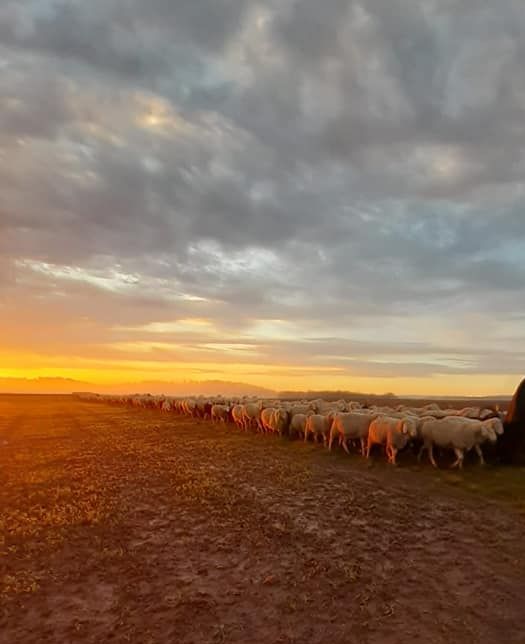 PASTORALE